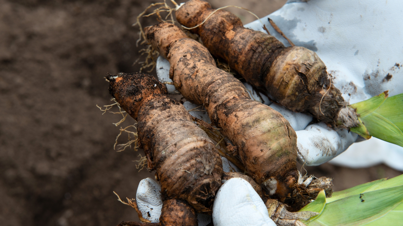 A gardener’s hand holds freshly divided iris rhizomes with trimmed roots and buds, showing thick, knobby segments ready for replanting.
