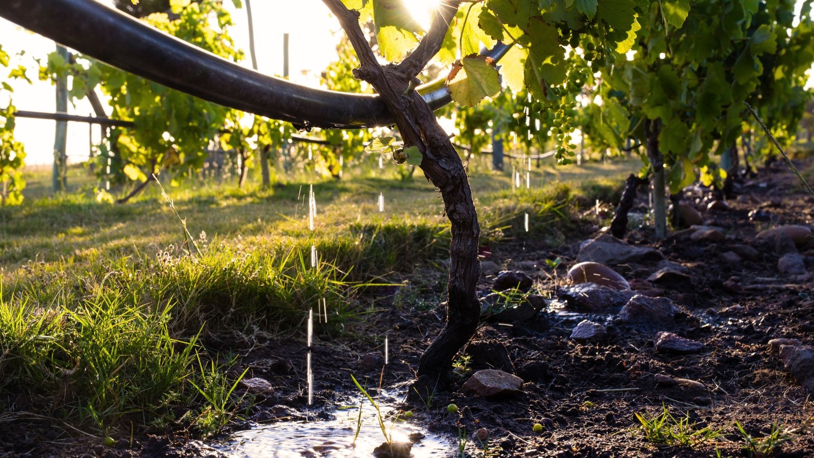Thin black drip irrigation lines run along vineyard rows, delivering water to the base of each vine.