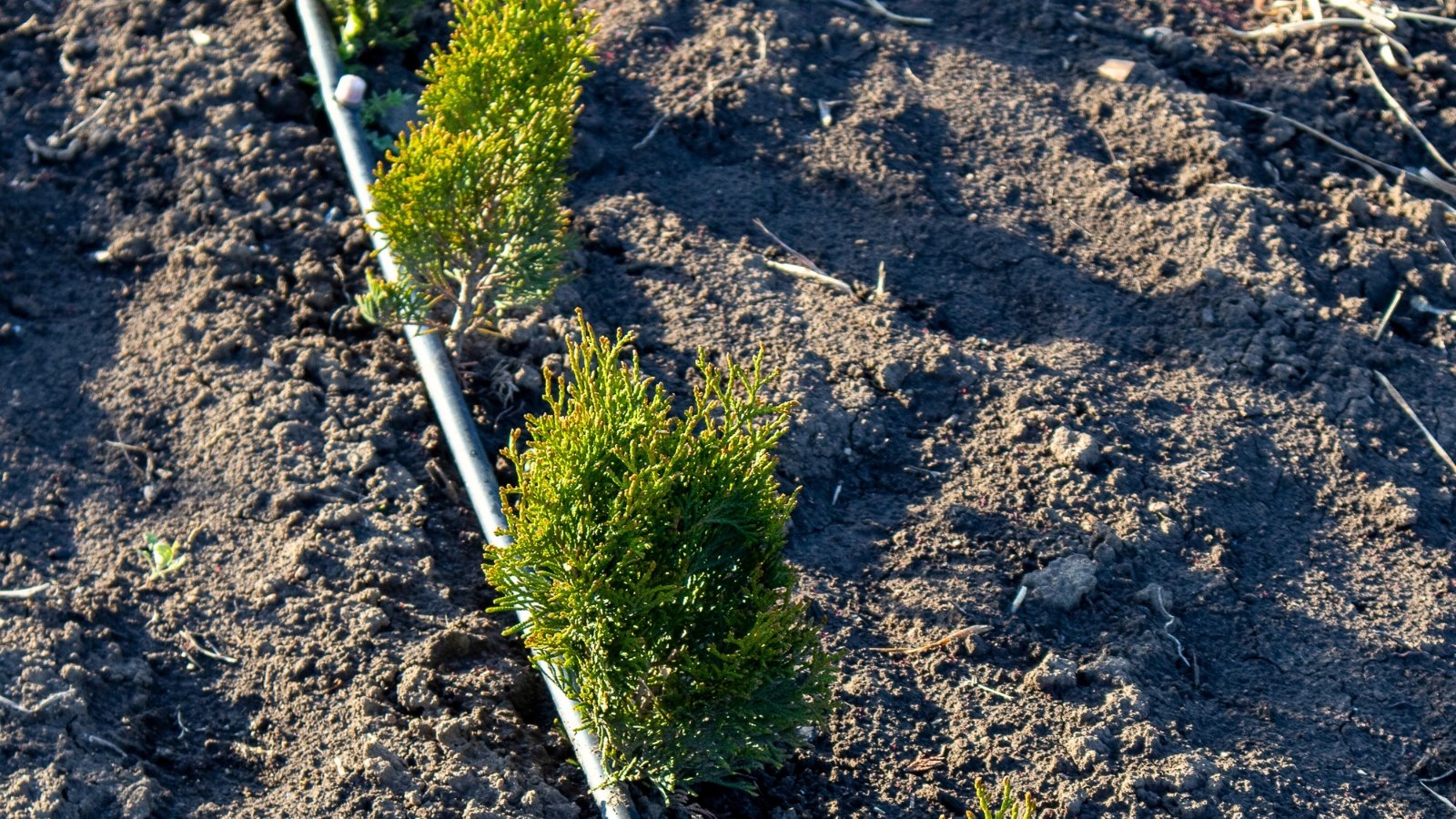 Small young thuja trees with fresh green foliage watered by drip irrigation tubes in a garden.