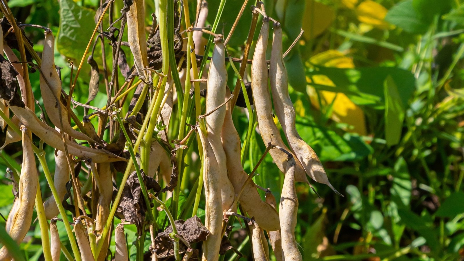 Dry, papery bean pods with faded, brittle skins hang from withering stems, ready for picking.
