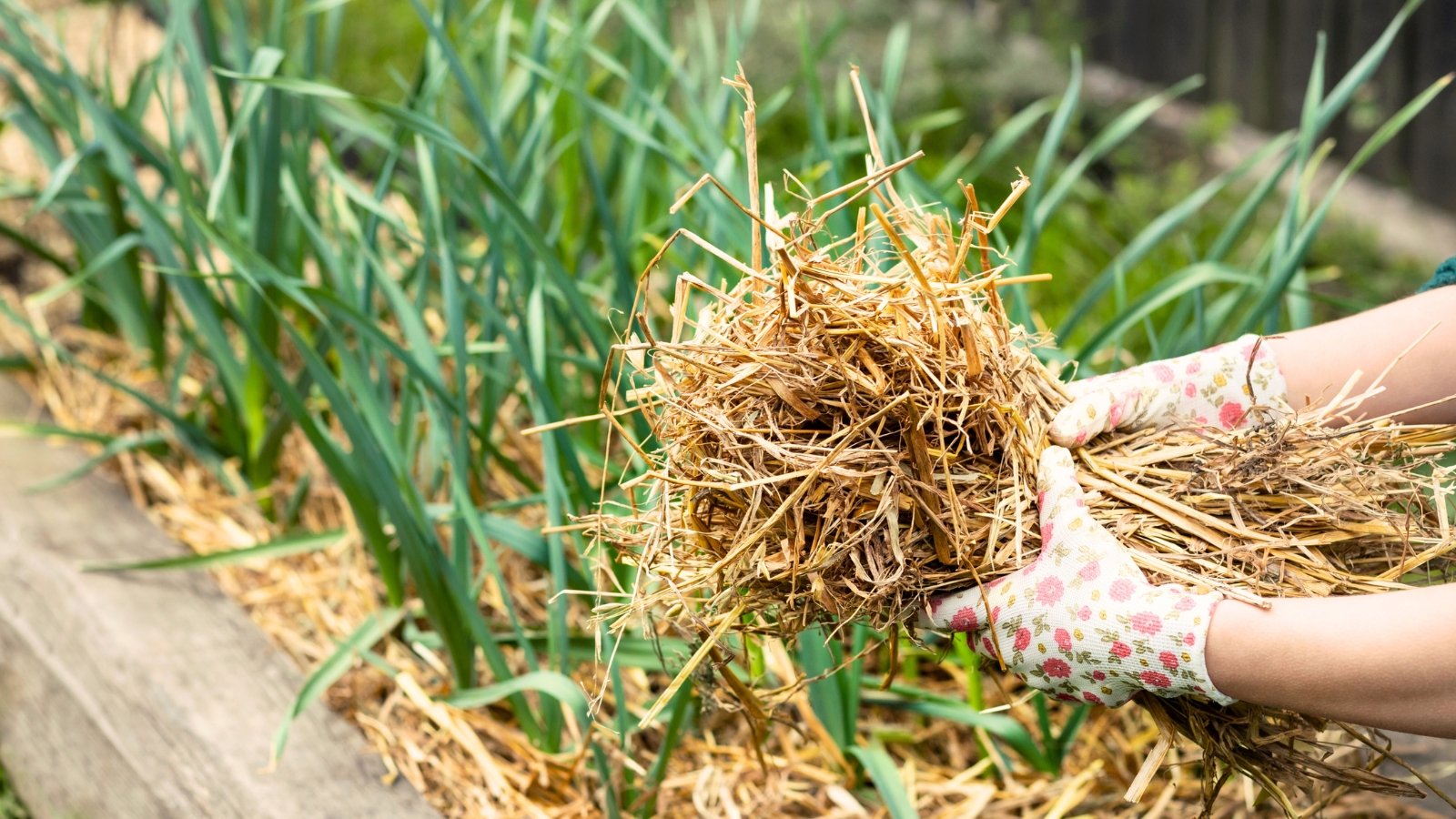Close-up of female hands in white gloves holding a bunch of dry golden straw above a wooden raised bed with growing onion plants.