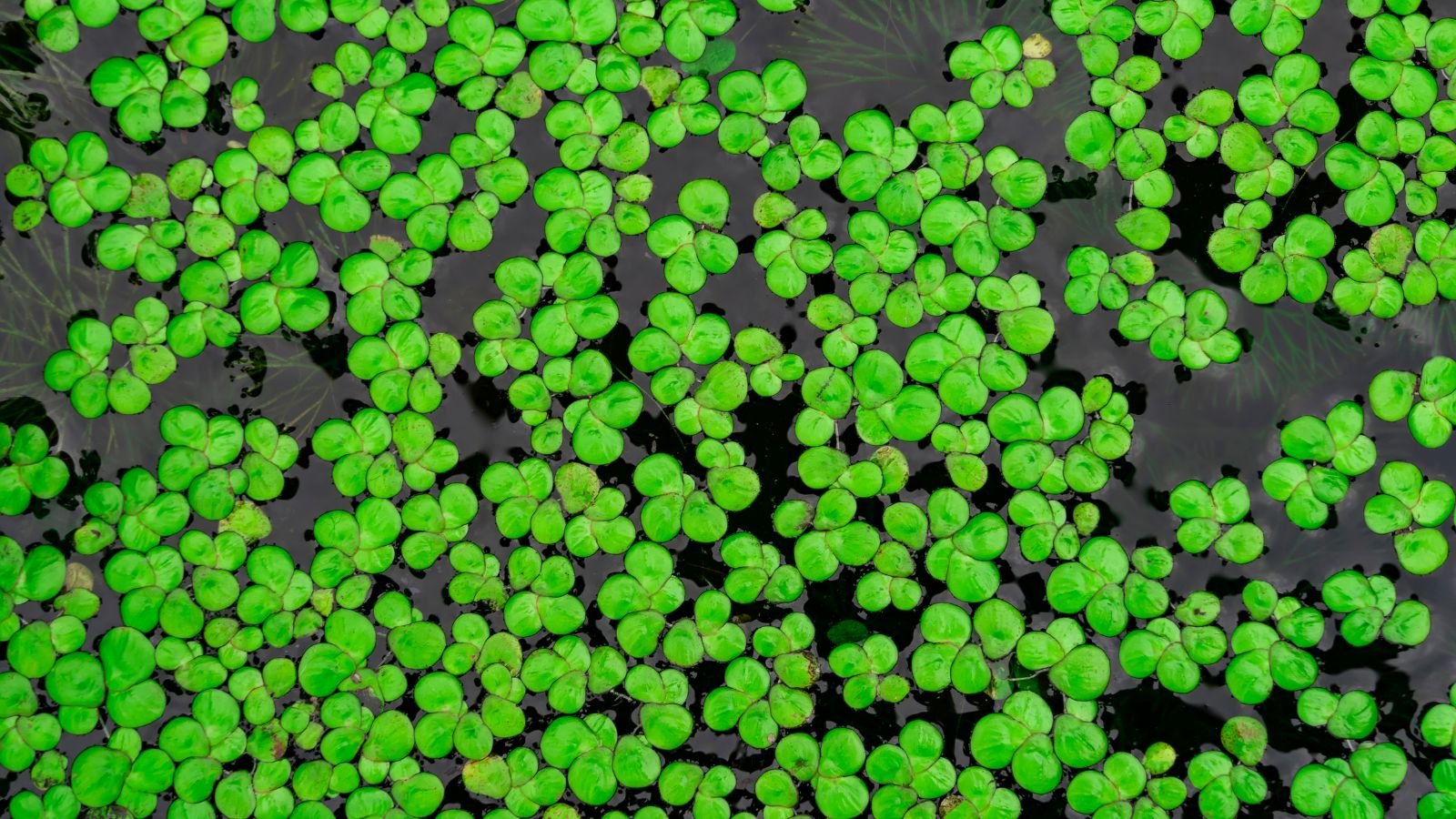 A close-up and overhead shot of small green leaves of the Duckweed, growing on top of a body of water in a well lit area outdoors
