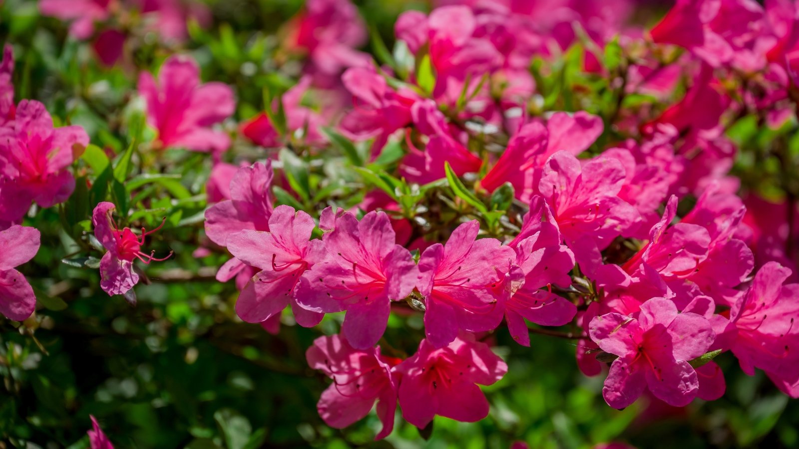 Compact shrub covered in vibrant bright pink, funnel-shaped flowers with glossy green leaves.