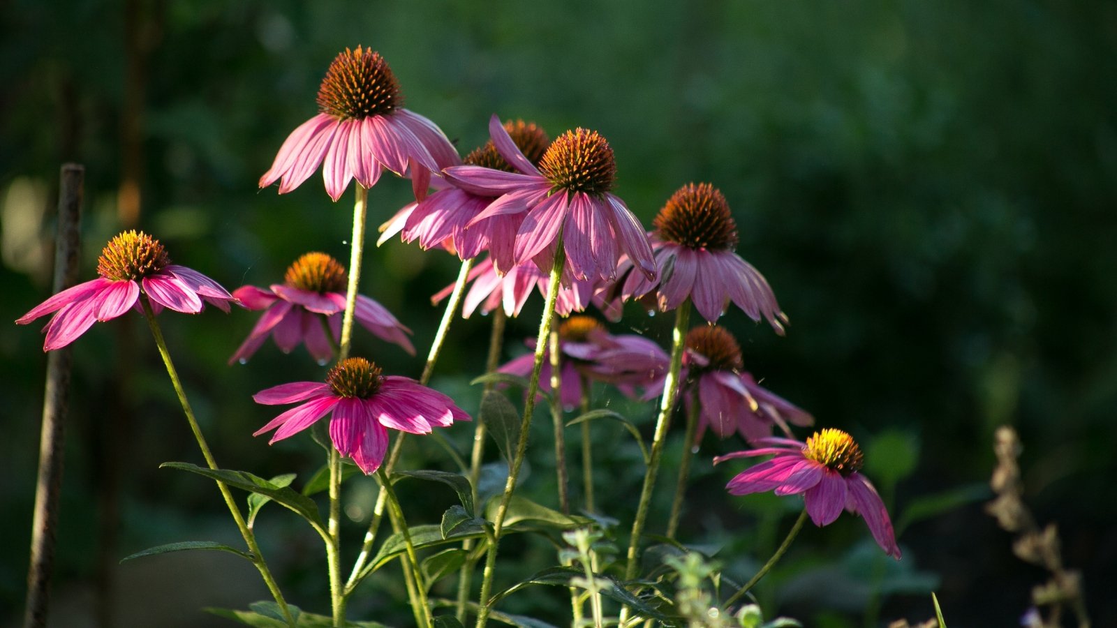 Cone-shaped centers surrounded by long, slender petals radiate outward in pale pink and purple hues.