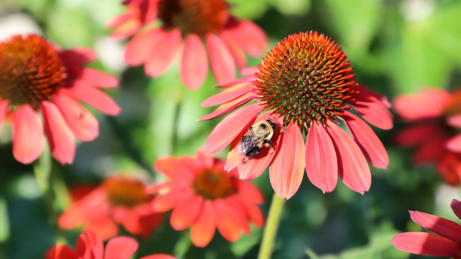 Bright scarlet petals radiate outward from a spiky, deep orange-brown central cone, creating a vivid, fiery contrast.
