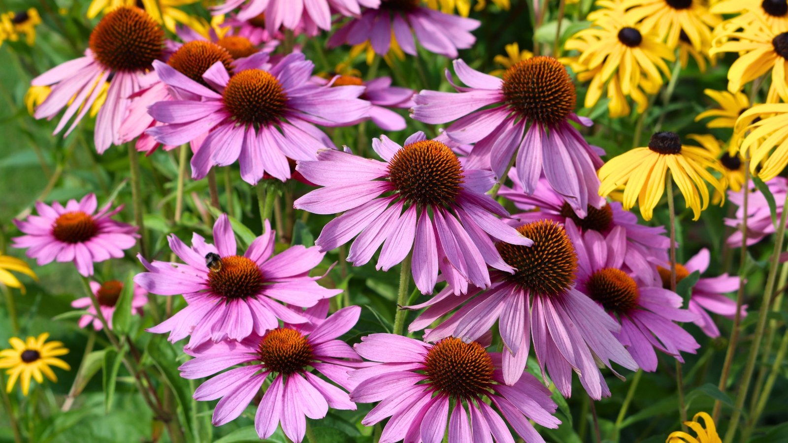 A cluster of large purple flowers with drooping petals and prominent brown central cones, surrounded by green foliage and some yellow flowers in the background.