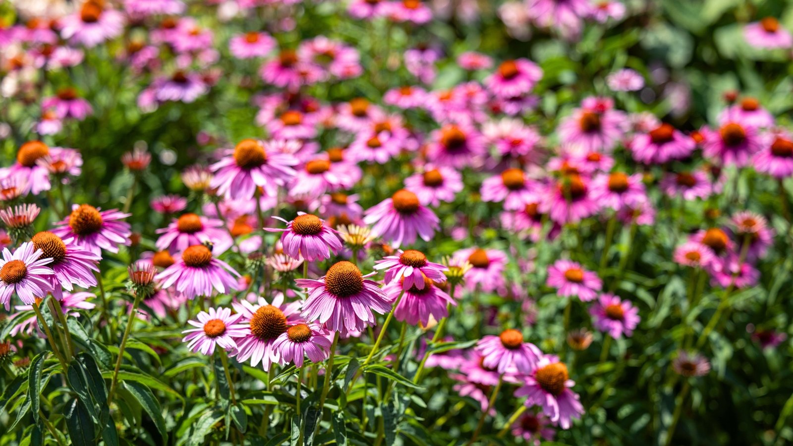 A vibrant field of daisy-like flowers with bright pink petals and prominent orange-brown, spiky centers is depicted.
