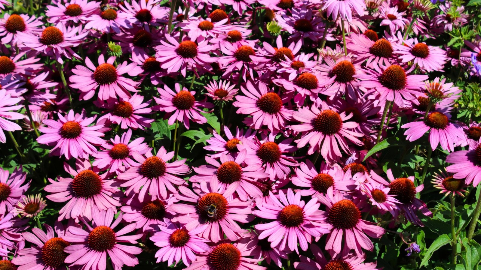 A dense cluster of vibrant pink-purple flowers with drooping petals and spiky, dark brown centers covers the frame.