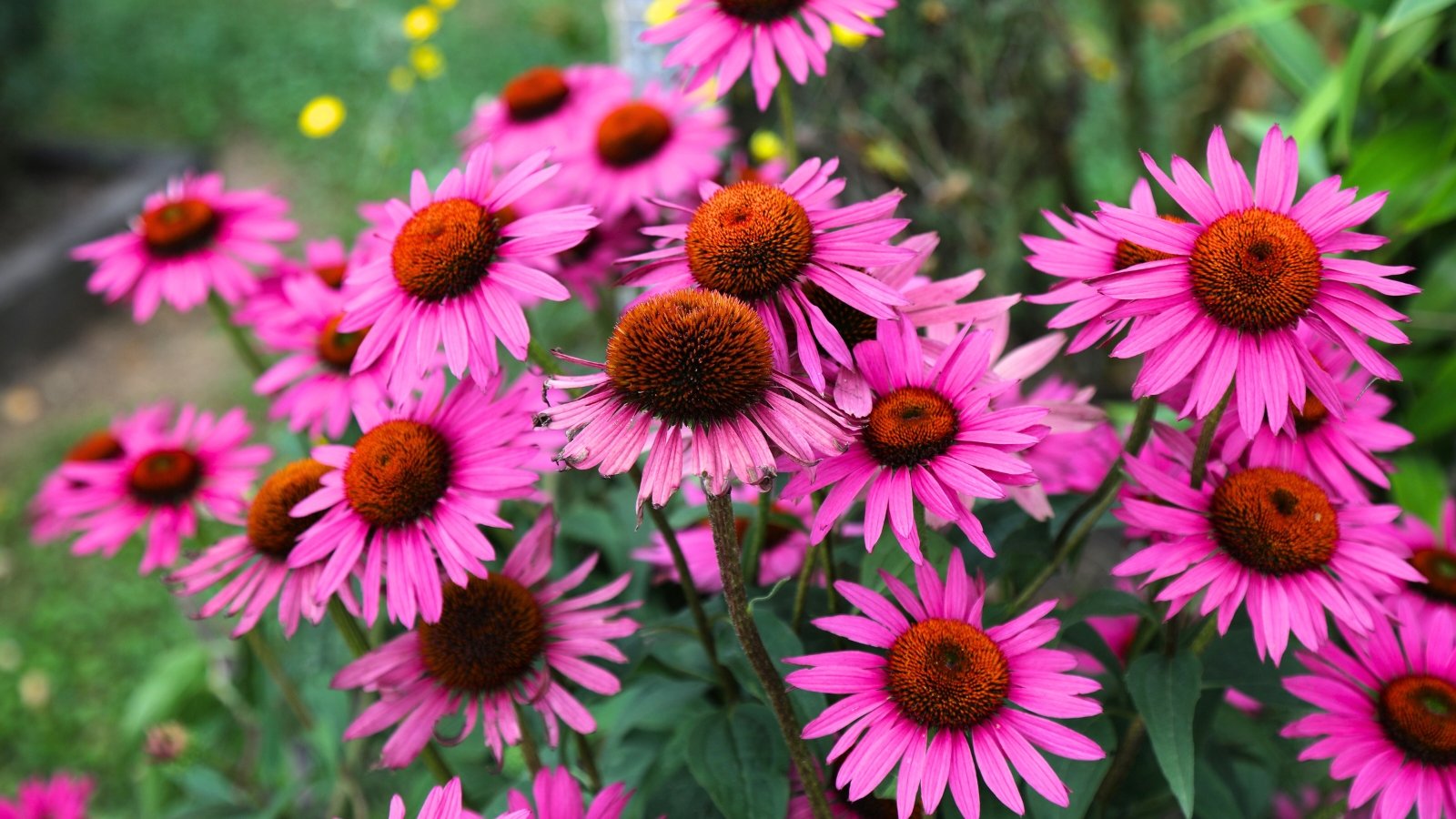 A group of bright pink flowers with distinct domed, reddish-brown centers and radiating petals are prominently displayed.