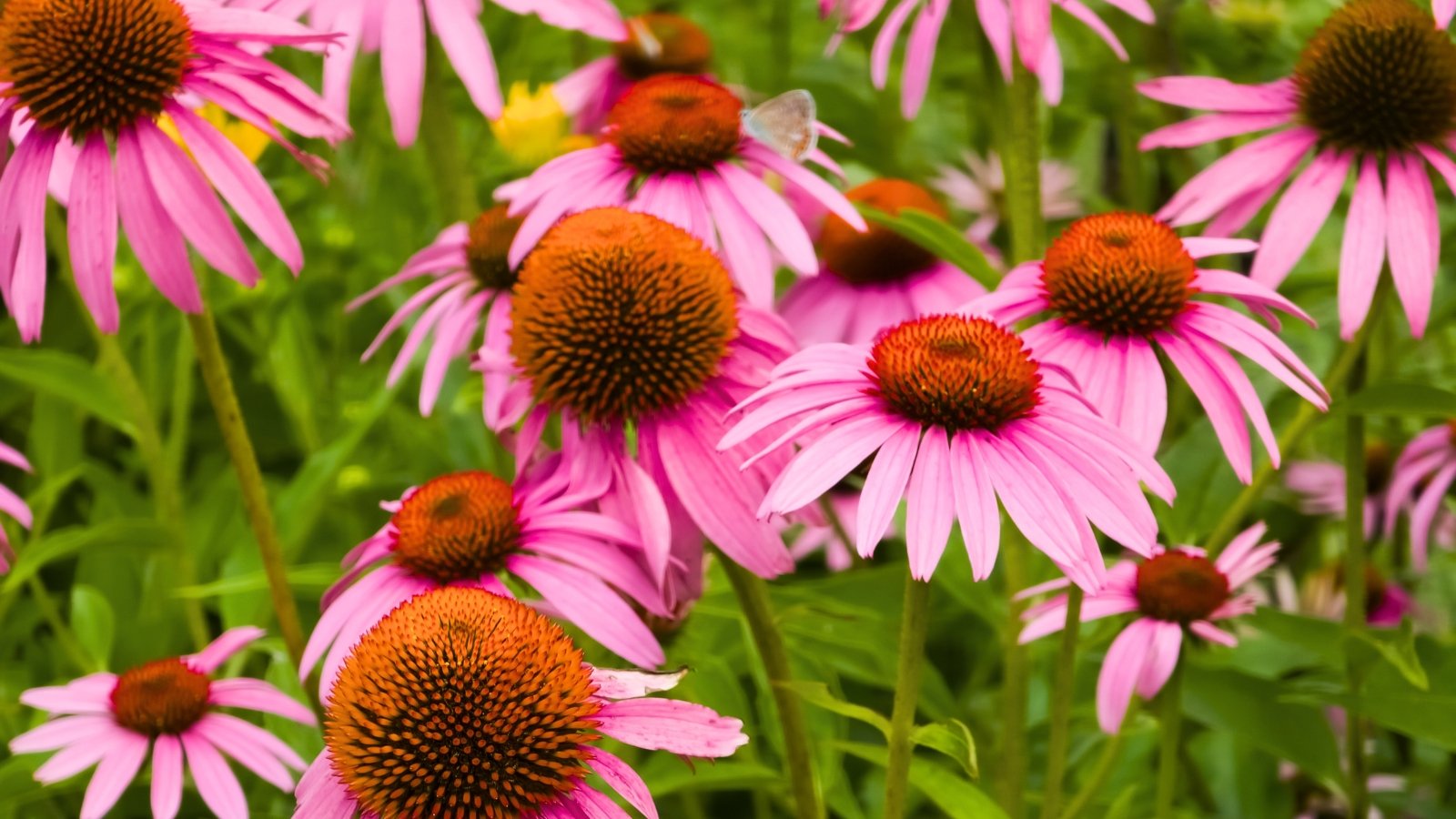 Several bright pink, ray-like petals radiate from a prominent, spiky, dark orange-brown central cone.