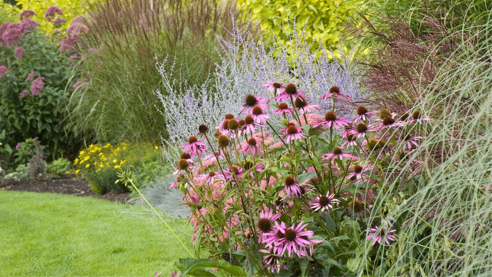A garden bed features vivid magenta-pink daisy-like flowers with dark centers, nestled among ornamental grasses and lavender-purple spires, bordering a green lawn.
