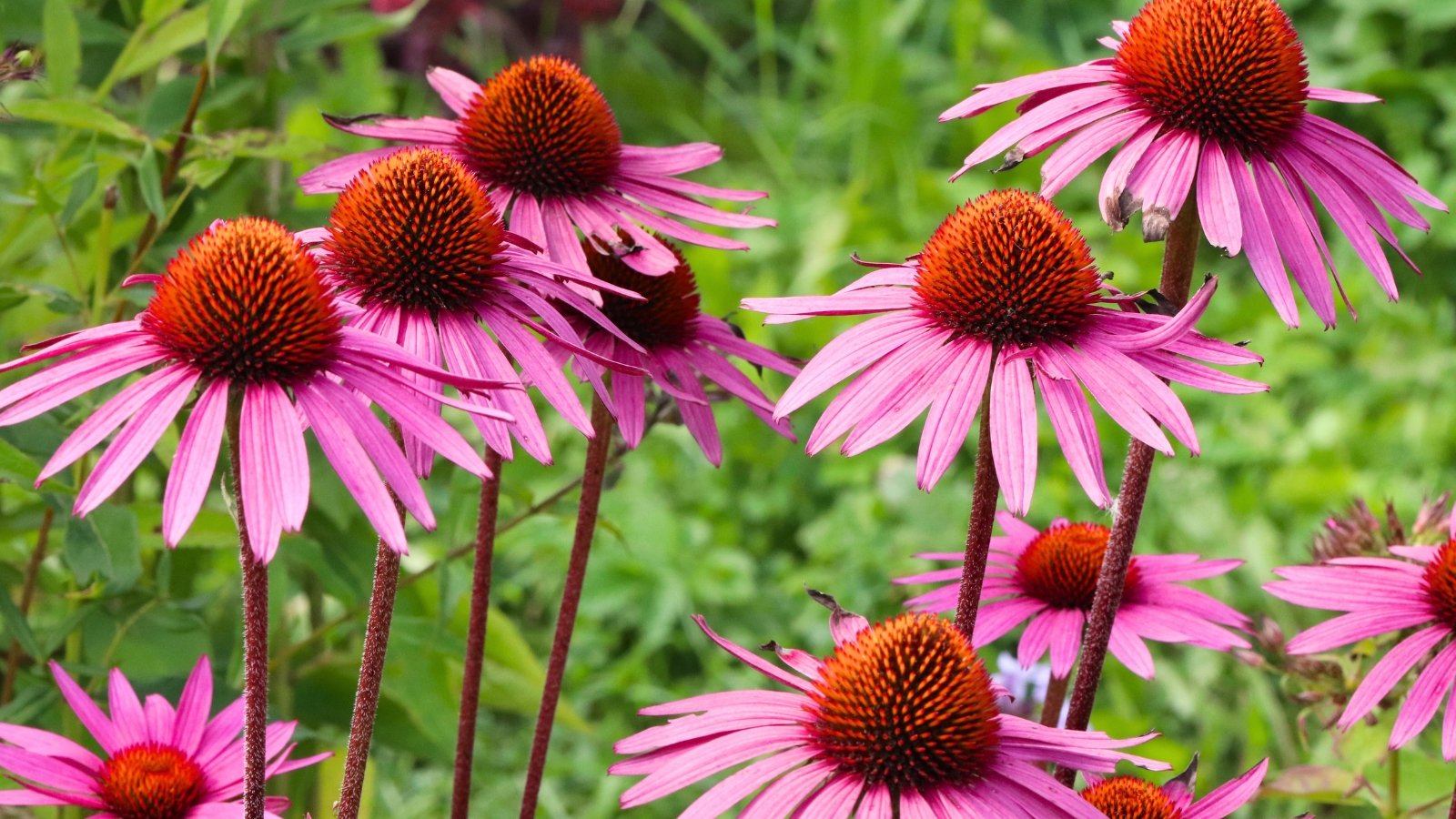 A garden bed features vibrant fuchsia-pink cone-shaped flowers with prominent reddish-orange centers amidst green foliage.
