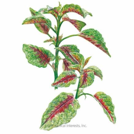 Edible Red Leaf Amaranth