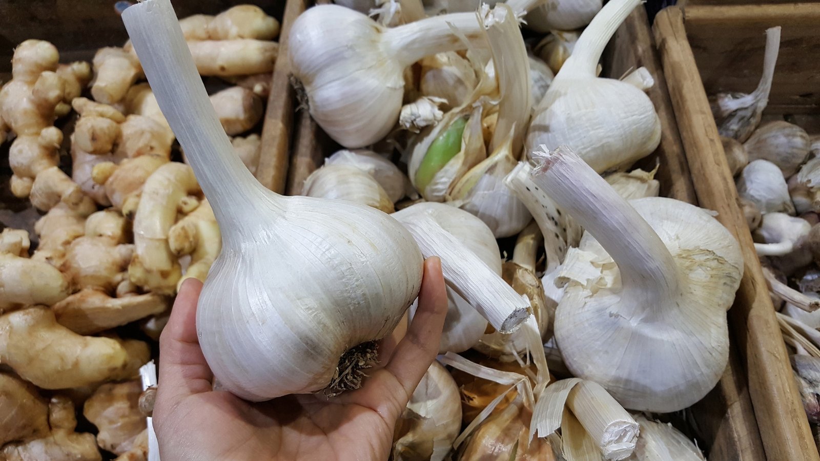 Massive bulbs with pale yellow skins and oversized cloves rest in a man's hand, resembling a small onion, with store vegetable shelves blurred in the background.