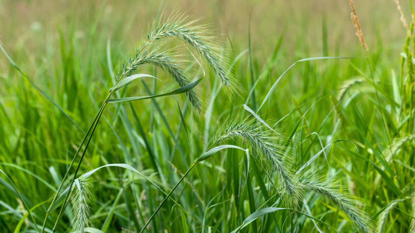 Several bristly, green, bottle-brush-like seed heads of grass against a blurred green background.