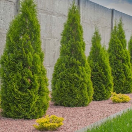Emerald Green Arborvitae