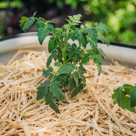 Epic Organic Garden Straw