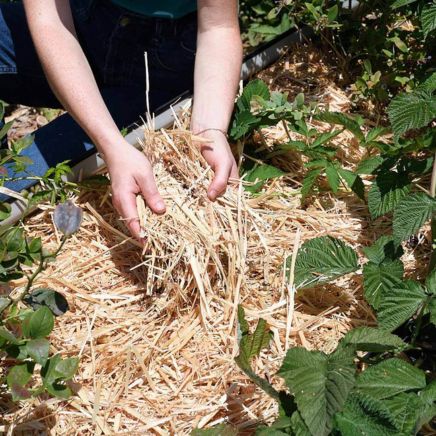 Epic Organic Garden Straw