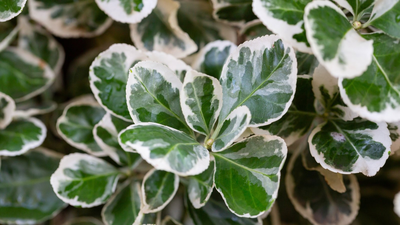 Oval leaves display striking variegation with irregular white margins and a deep green center, growing in dense clusters.