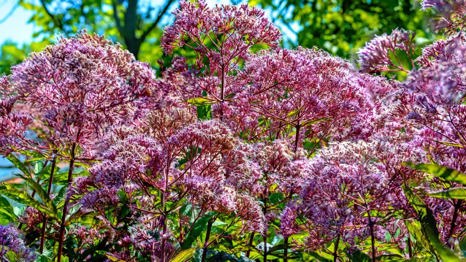 A dense mass of fluffy, dusky rose-purple flower clusters atop green foliage under bright sunlight.
