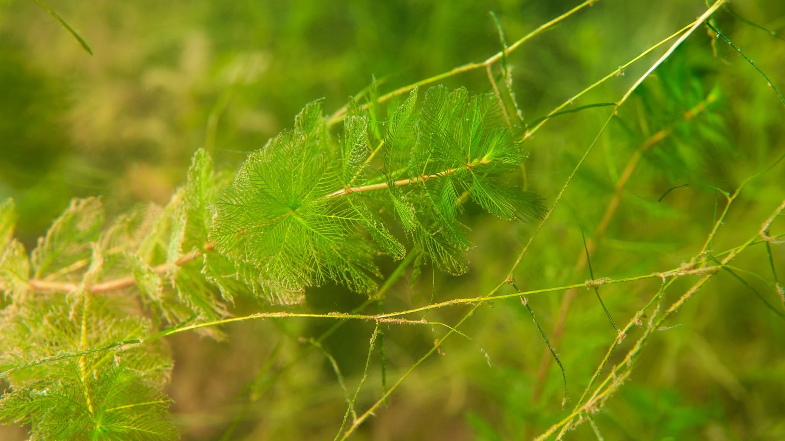 A close-up and focused shot of a stem and leaves of the Eurasian Watermilfoil developing underwaater in a well lit area