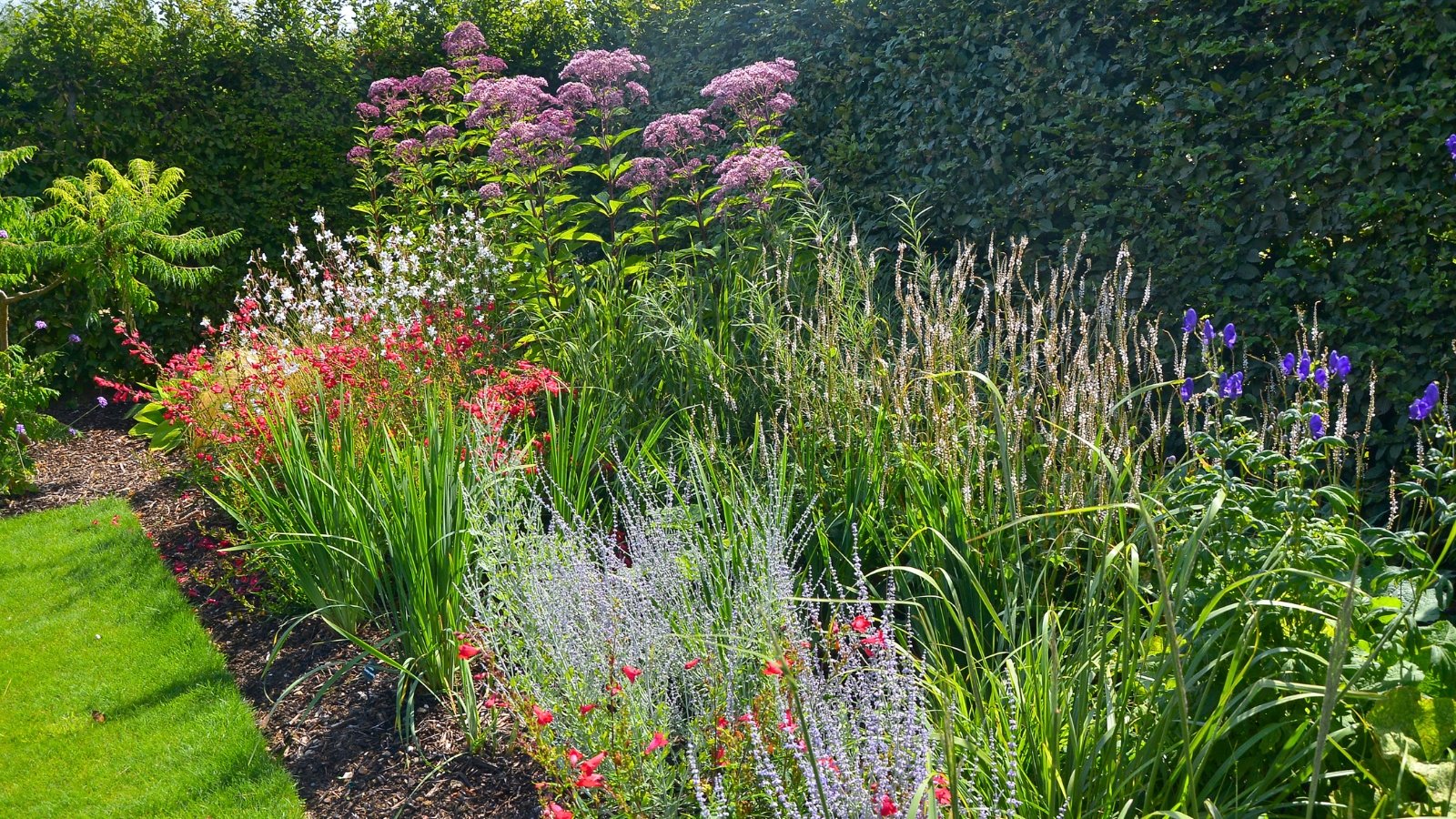 A vibrant garden border showcases dusky rose-purple, white, red, silver-blue, and violet-blue flowers alongside various green foliage, bordering a grassy lawn.