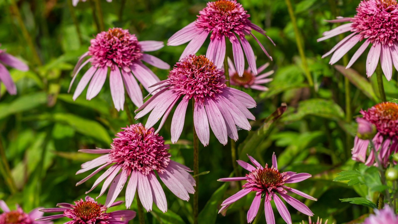 Soft pink double-layered petals form a lush bloom above thick green stems lined with broad, serrated dark green leaves.
