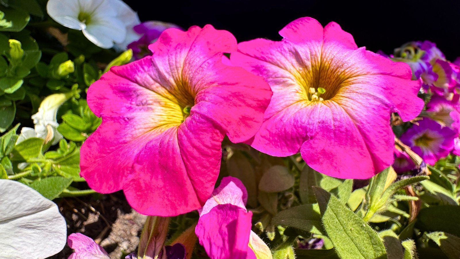 Two fuchsia-pink flowers with bright yellow centers bloom prominently against a dark background, surrounded by green leaves and lighter-colored blossoms.