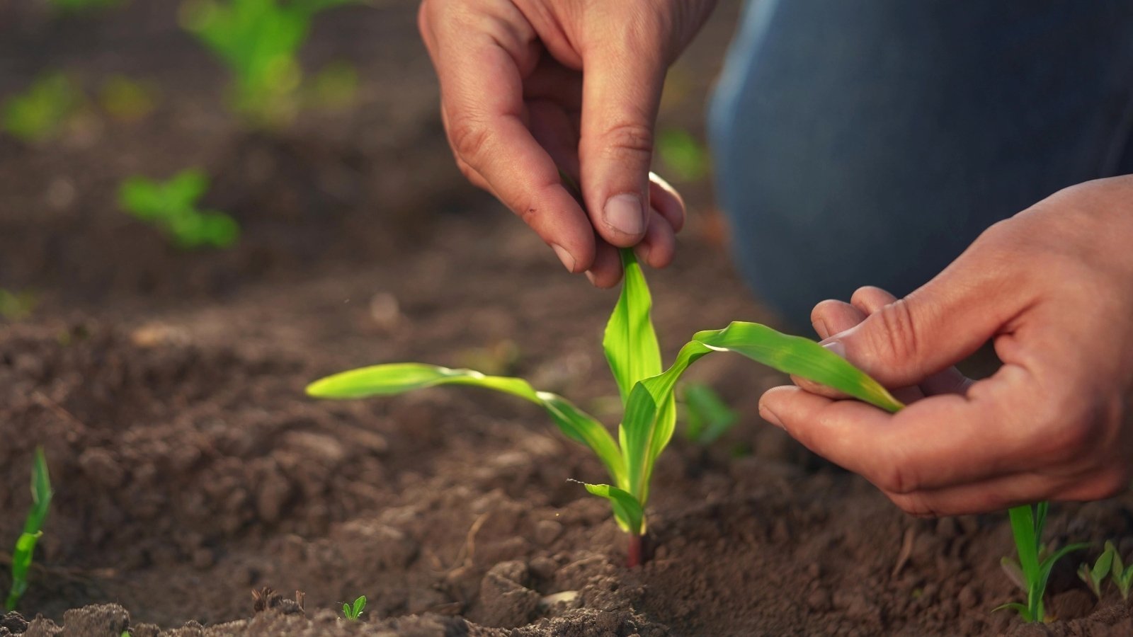 A gardener inspects the narrow, elongated, flat, green leaves of a young corn plant growing in loose brown soil in a garden.