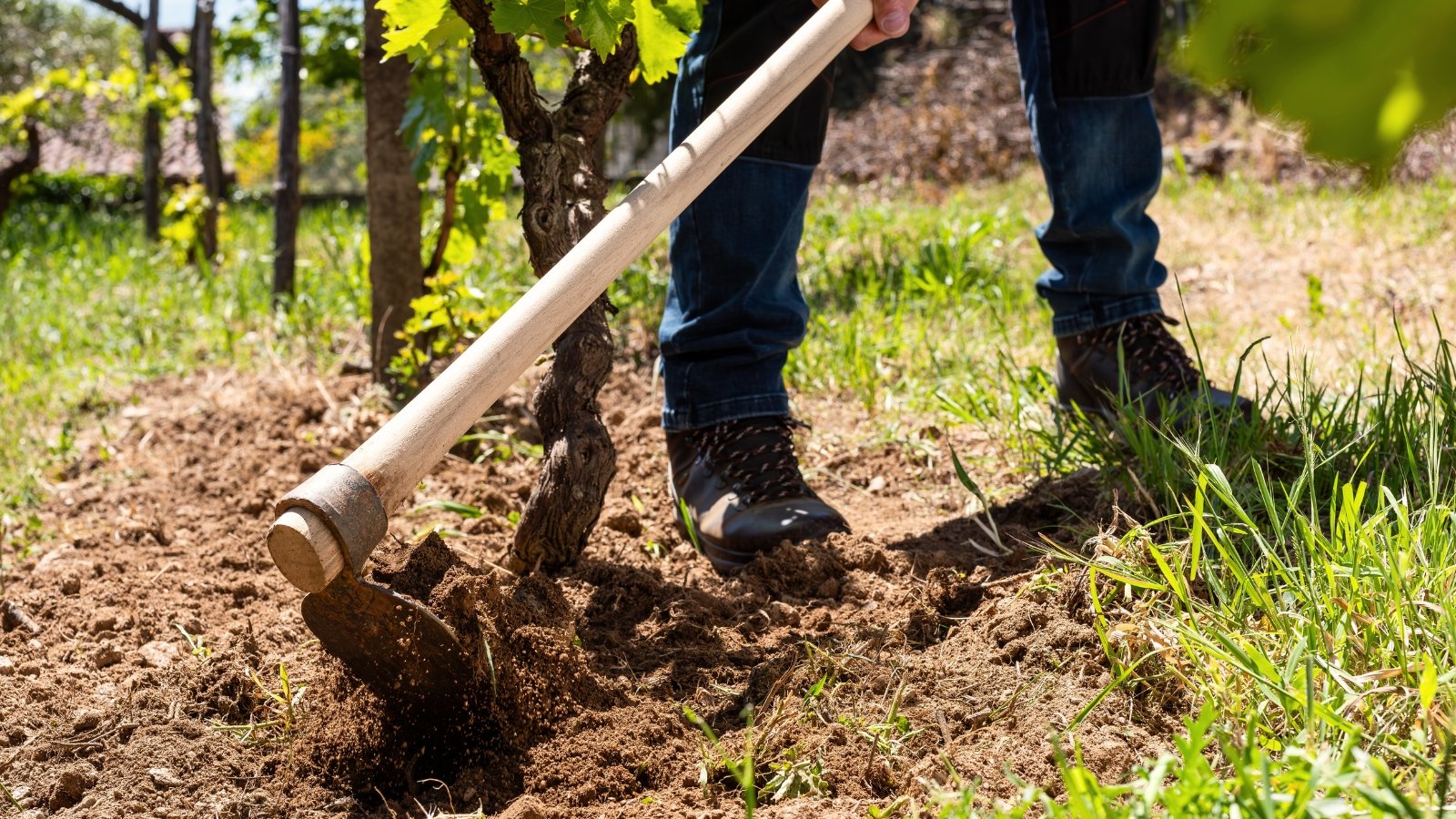 A gardener in black high boots and a hoe works loose dark brown soil in a sunny garden with grape plants.