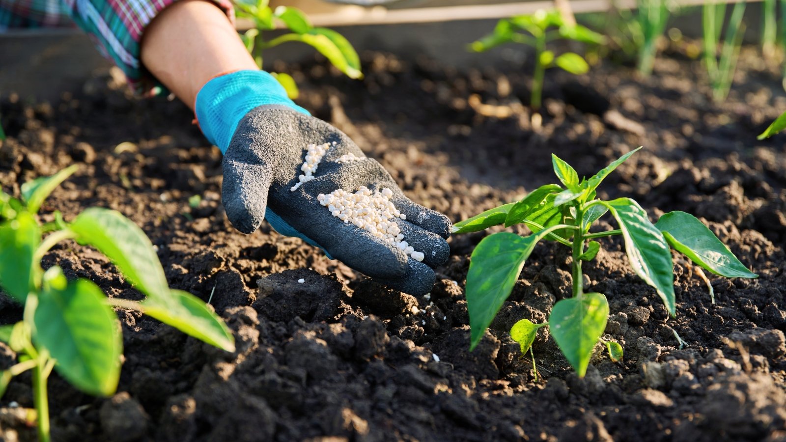 A woman's hand in a black and blue glove applies white granular fertilizer to young seedlings with upright stems covered in glossy green foliage with tapering tips.