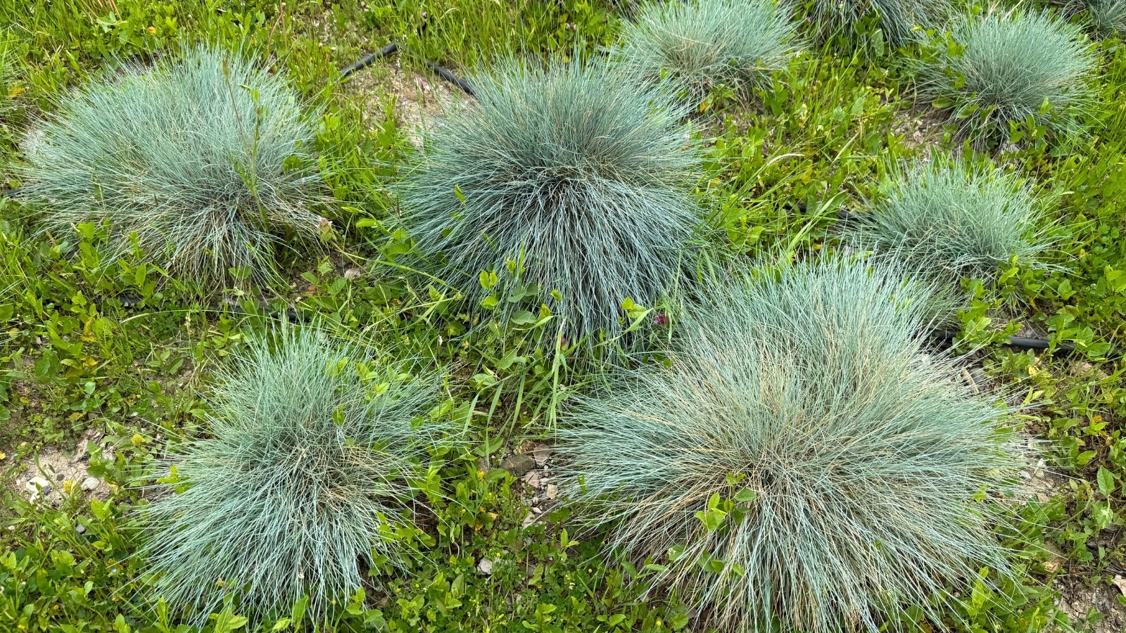 Several tufts of fine, spiky, bluish-green grass grow in a patchy bed of green ground cover.