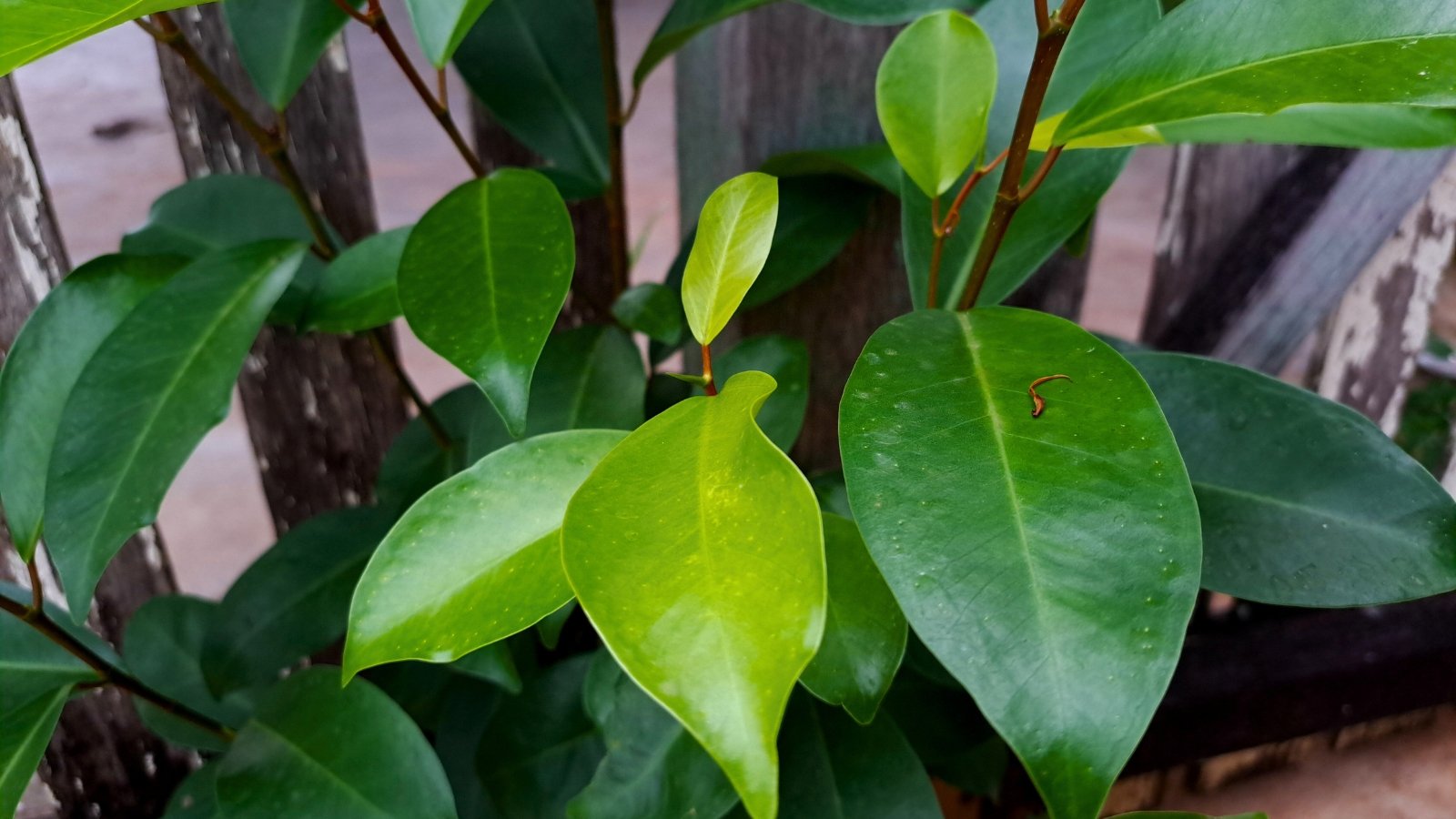 Several smooth, oval-shaped green leaves with prominent veins, ranging from light to dark green, emerge from a central stem.