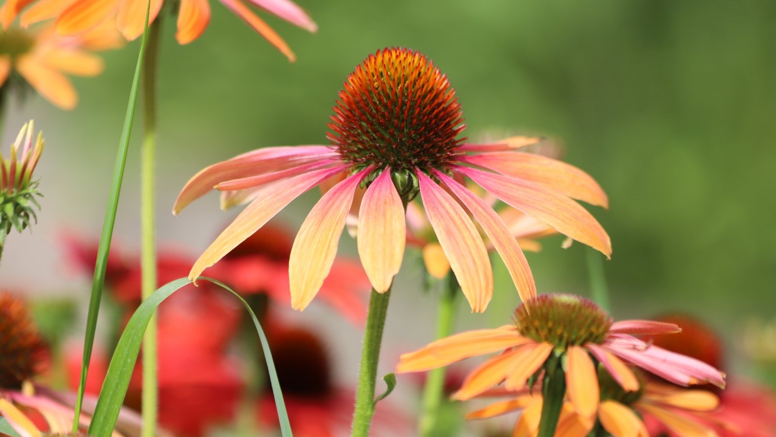 Intense fiery red-orange petals contrast a dark brown cone held by strong, upright stems.