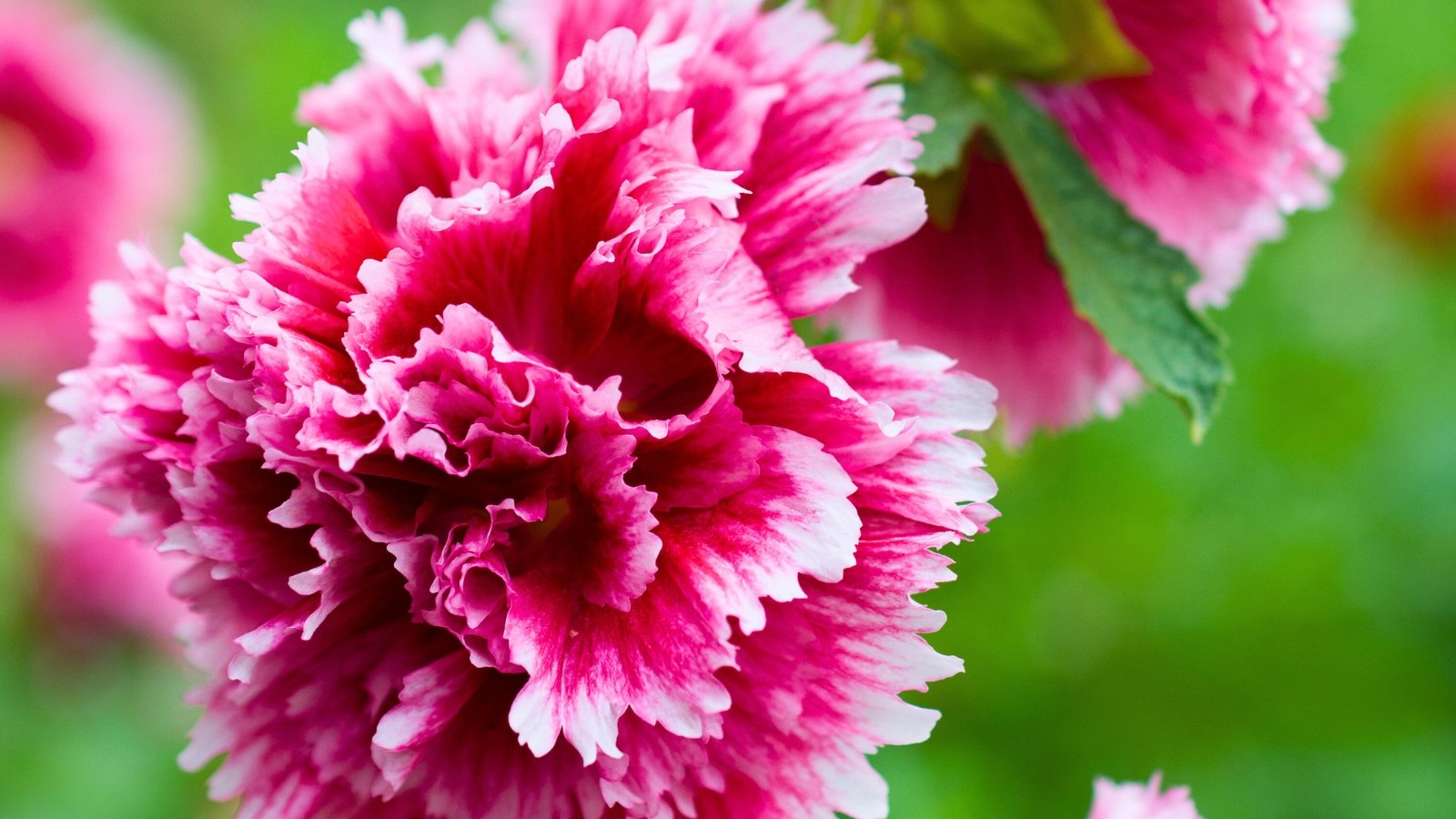 A vibrant, ruffled double flower in fuchsia and white, resembling a carnation.