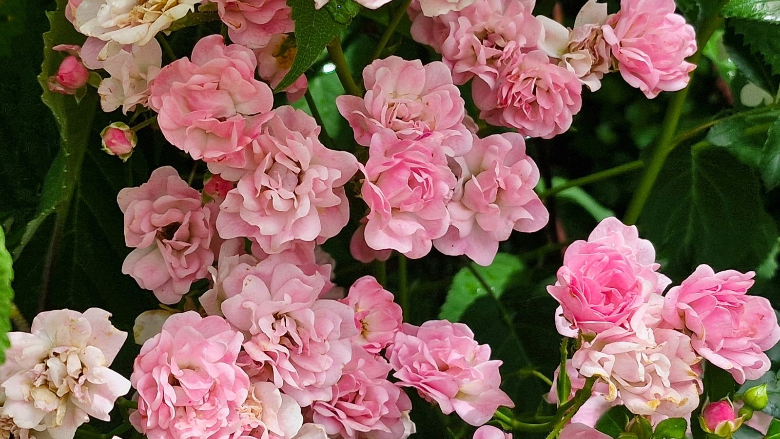 Cluster of small, multi-petaled pink and white flowers against dark green leaves.