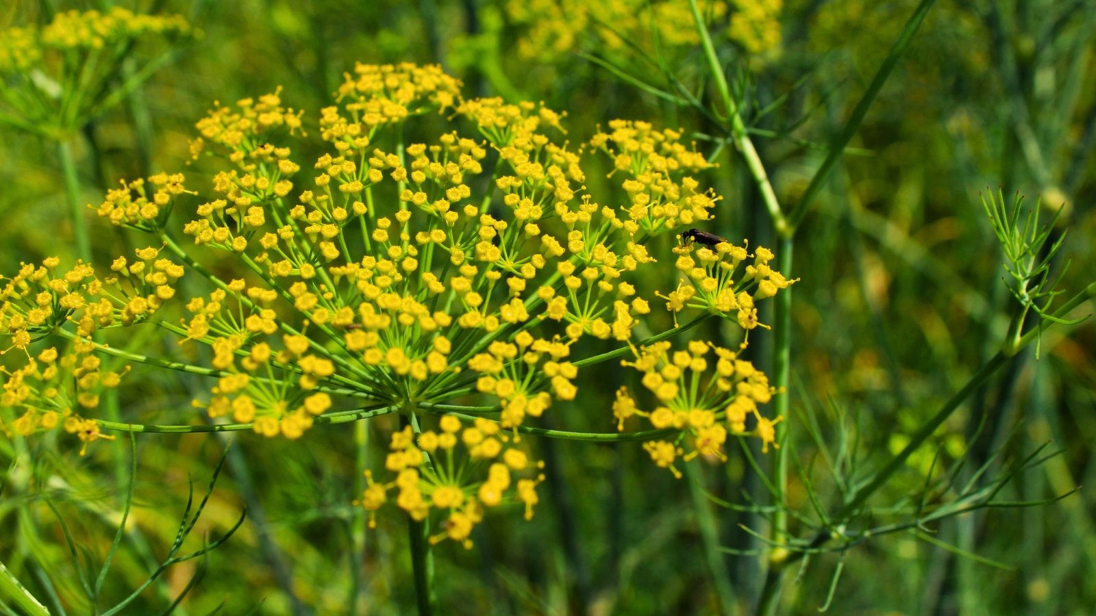 A delicate, flat-topped cluster of tiny, bright yellow flowers with feathery green foliage, featuring a small dark insect.