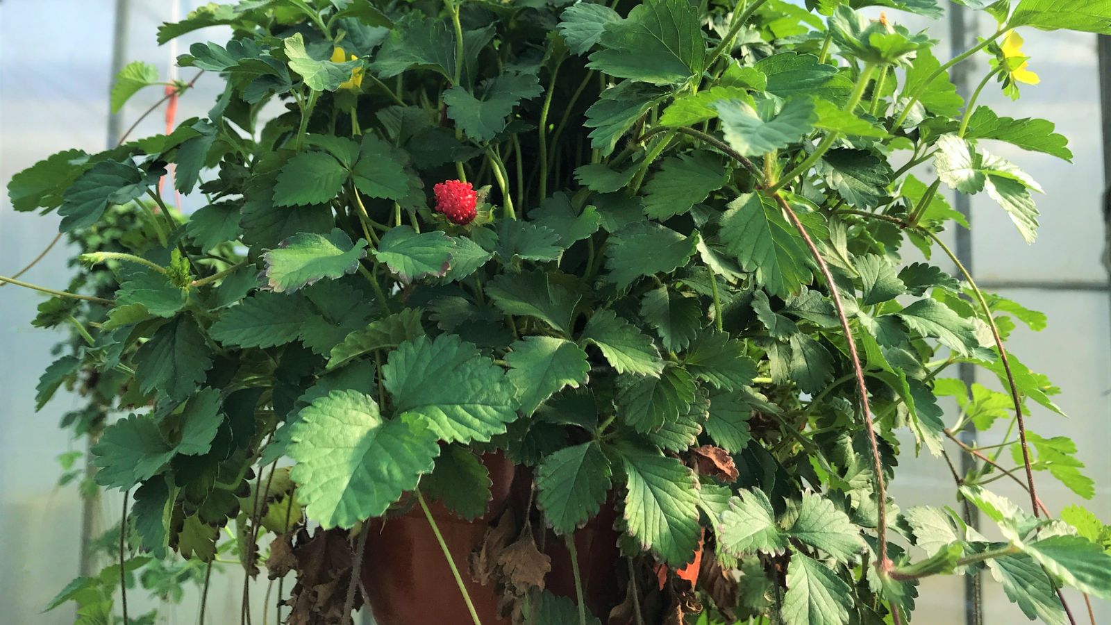 A lush and healthy Fragaria x ananassa plant with textured, green leaves with serrated edges