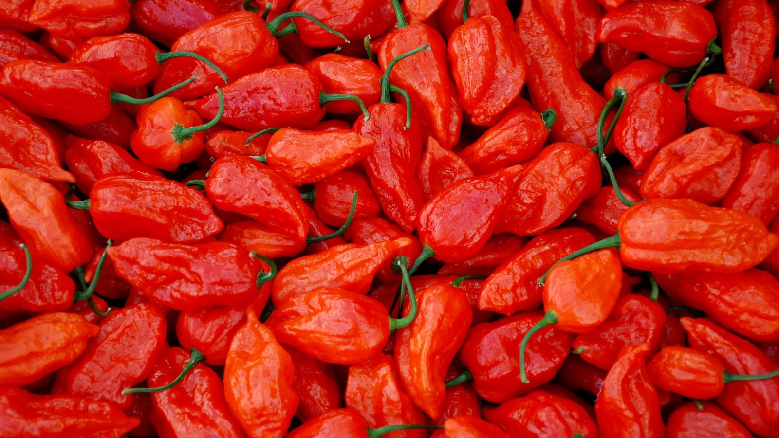 A vibrant pile of fresh ghost peppers with wrinkled, elongated shapes in bright red hues.