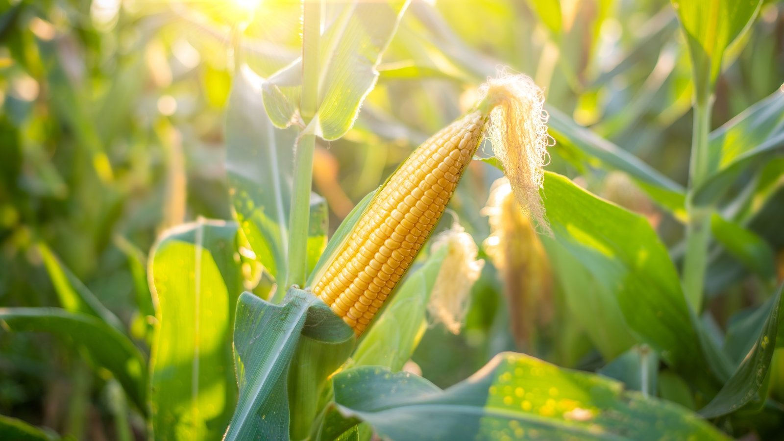 Fresh yellow kernels tightly packed on a cob with peeled green husk, still attached to the stalk in a cornfield.
