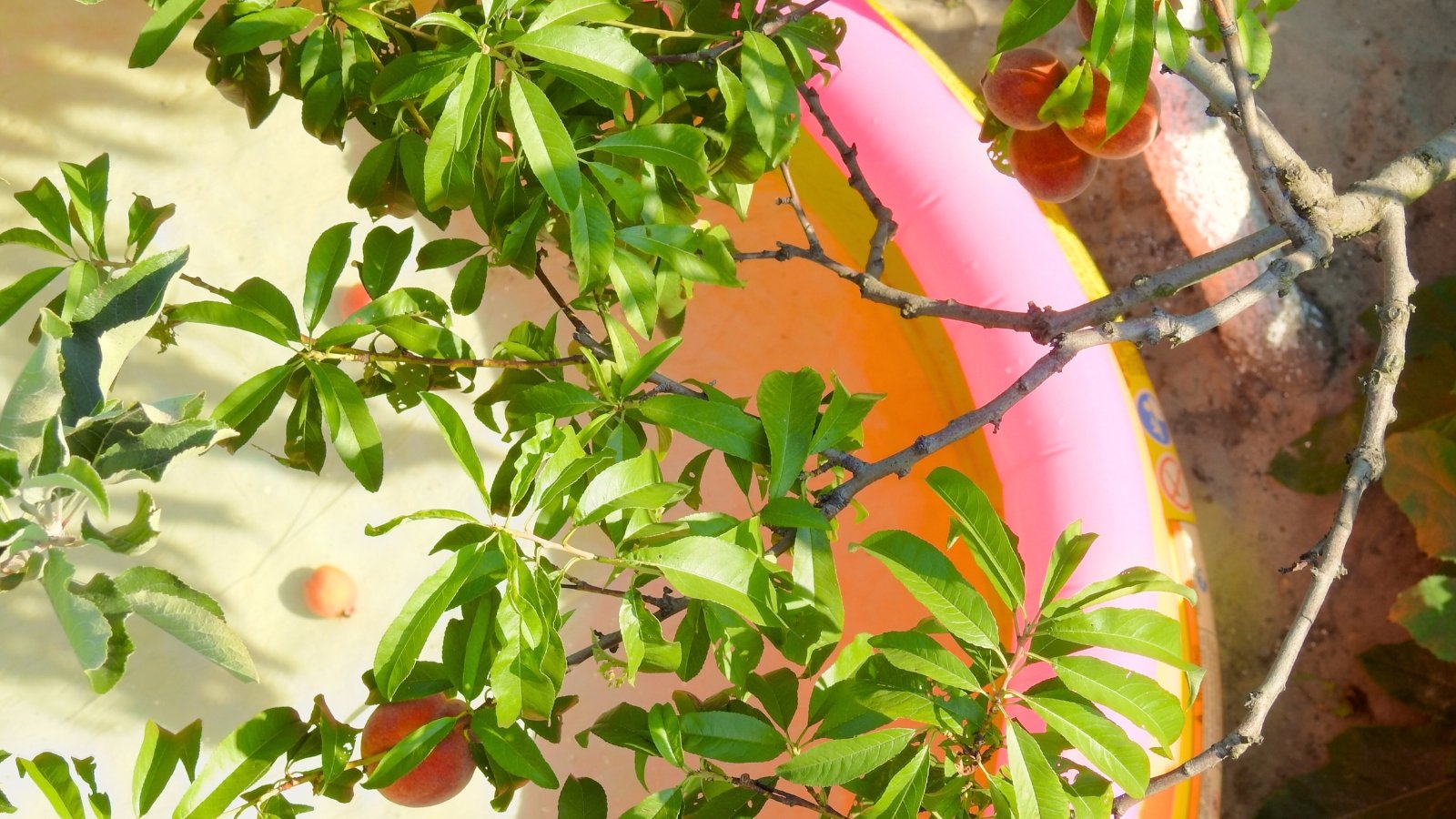 A tree branch laden with ripening round, reddish-orange fruits and vibrant green leaves extends over a brightly colored inflatable pool.