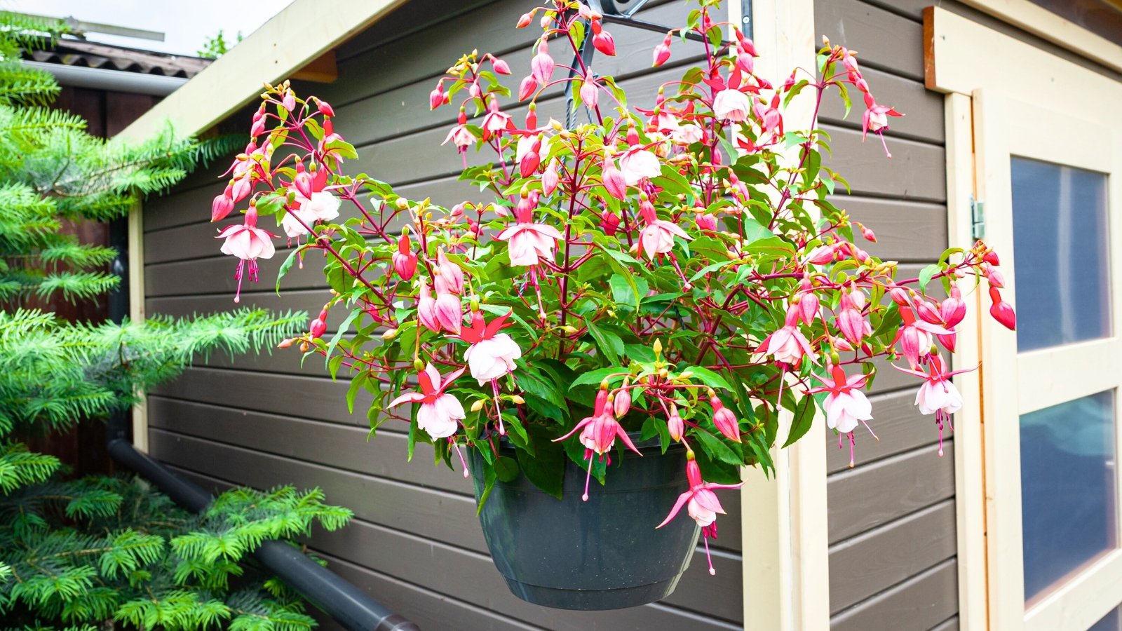 A hanging basket filled with a cascading display of pendulous pink and white flowers amidst dark green foliage.