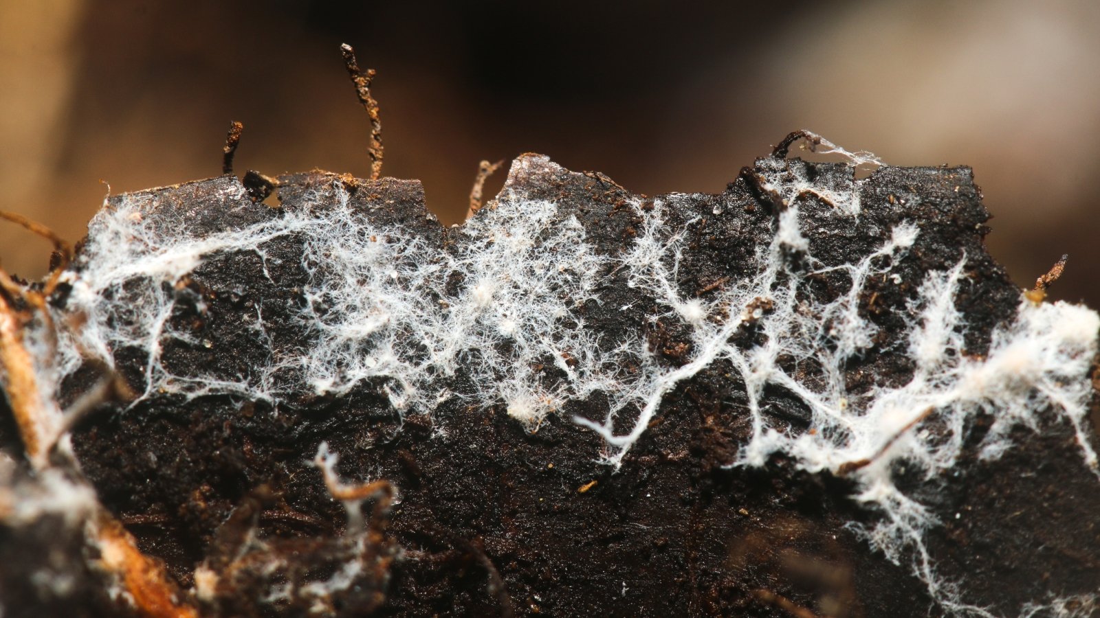 Close-up of soil with fine white fungal mycelium threads spreading across the surface.
