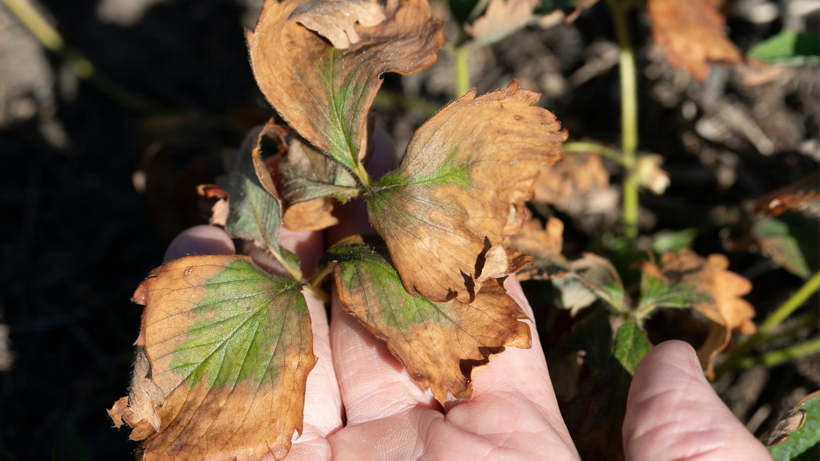 A man’s hand holds a strawberry leaf showing wilting, and brown vascular streaks in a dying strawberry patch caused by Fusarium oxysporum.