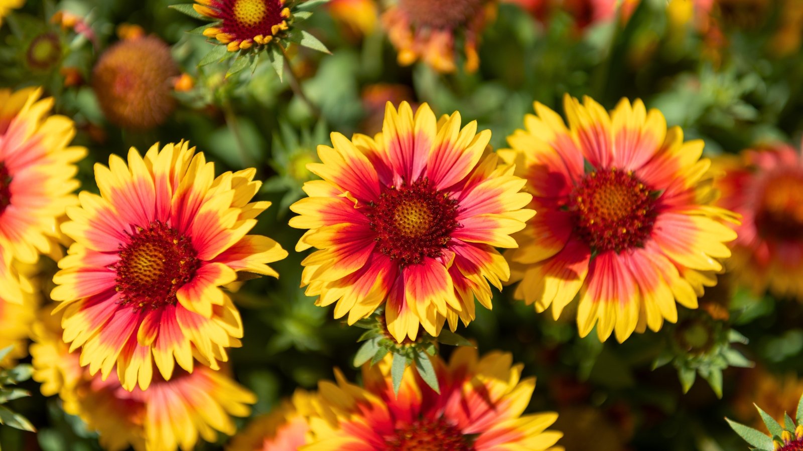 Bright, daisy-like flowers with yellow-tipped red petals and a textured, red-orange central disk are grouped together.