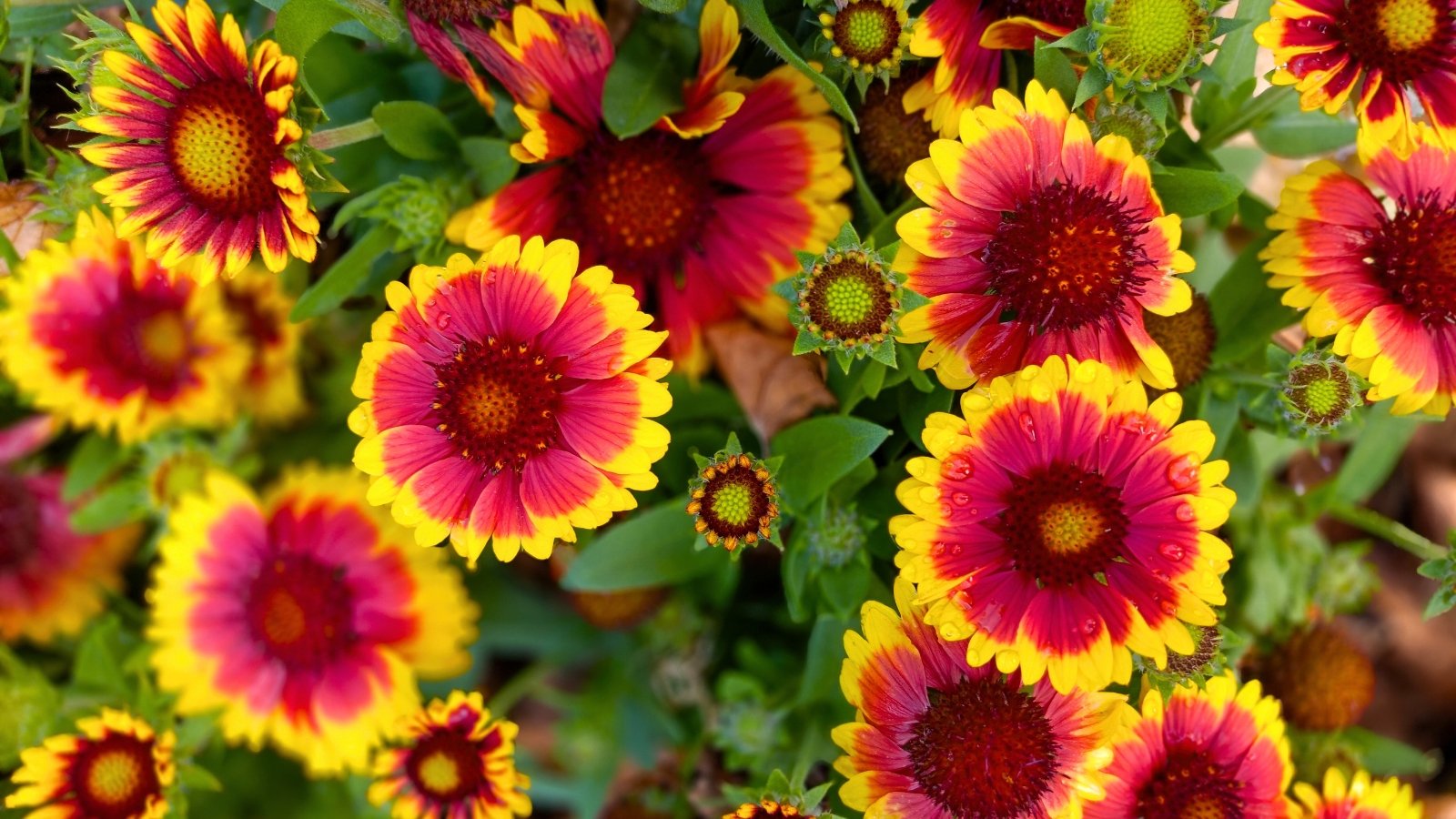 A close-up view shows a field of vibrant red and yellow daisy-like flowers, each with a dark red center surrounded by a ring of bright yellow petals that transition to red at their base.