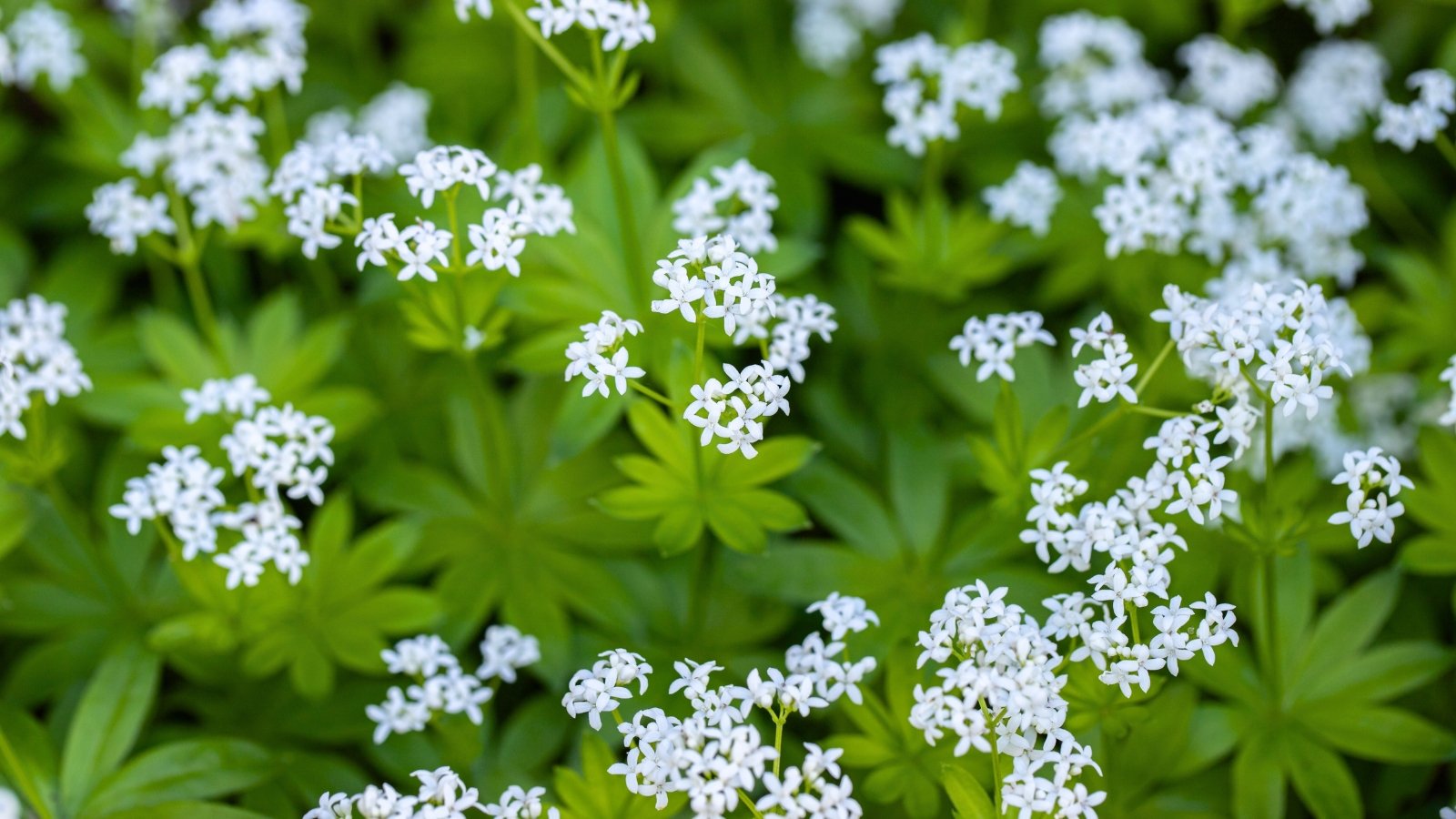 Numerous clusters of small, star-shaped white flowers with four petals cover a bed of bright green, whorled leaves.