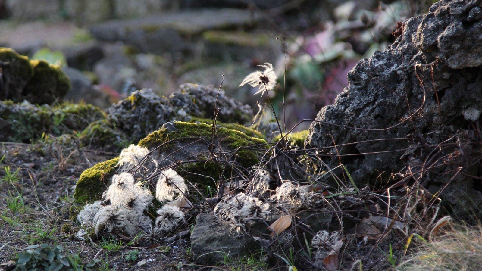 White, fluffy Clematis seedheads and wilted brown stems lie scattered among dry garden debris.