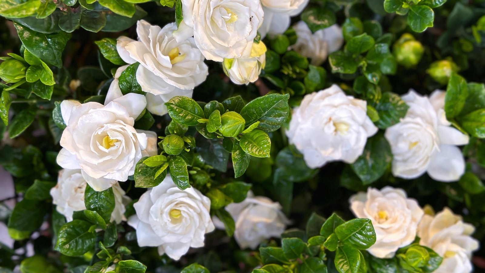 A cluster of creamy white, multi-petaled flowers with yellow centers and glossy dark green leaves.