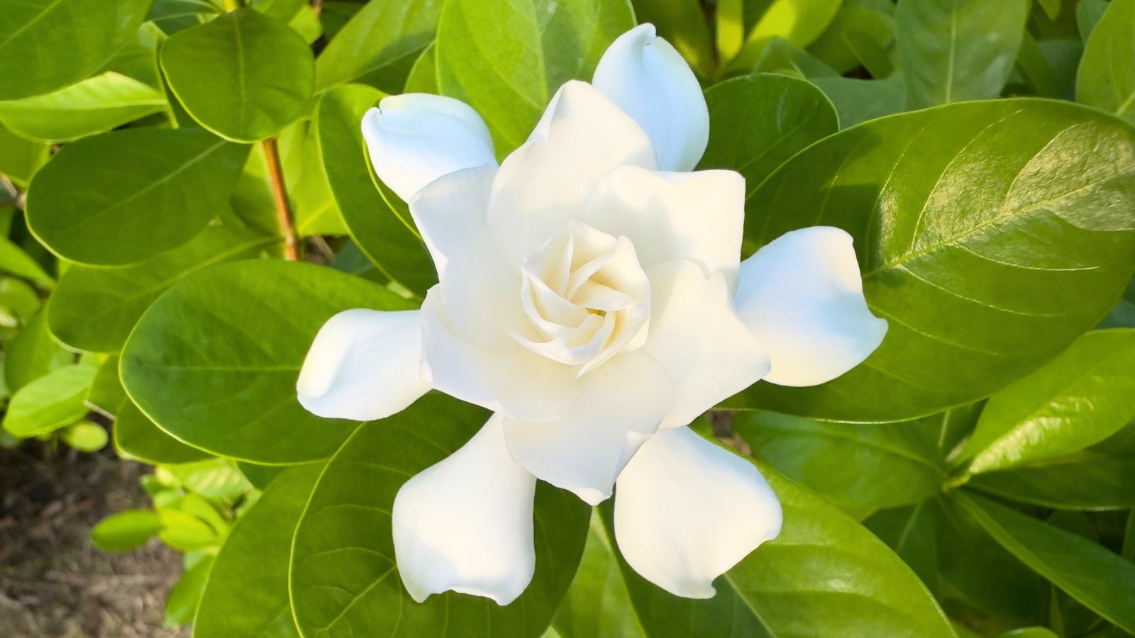 A pristine, creamy-white blossom with a spiraling center and six broad outer petals is framed by glossy, deep green leaves.